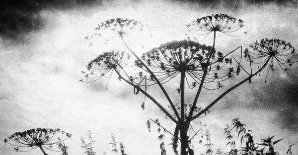 Борщевик черный