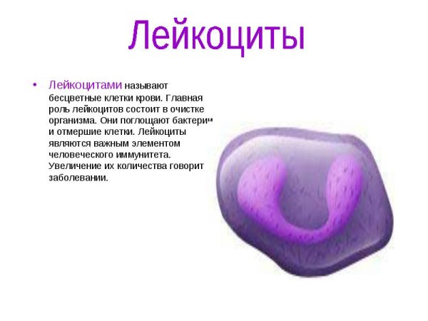 Форма клетки лейкоцитов у человека