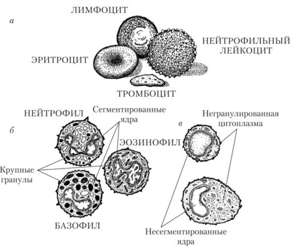 Строение лейкоцитов