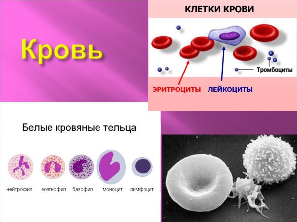 Клетки крови человека эритроциты и лейкоциты