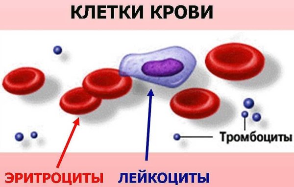 Эритроциты лейкоциты тромбоциты рисунок