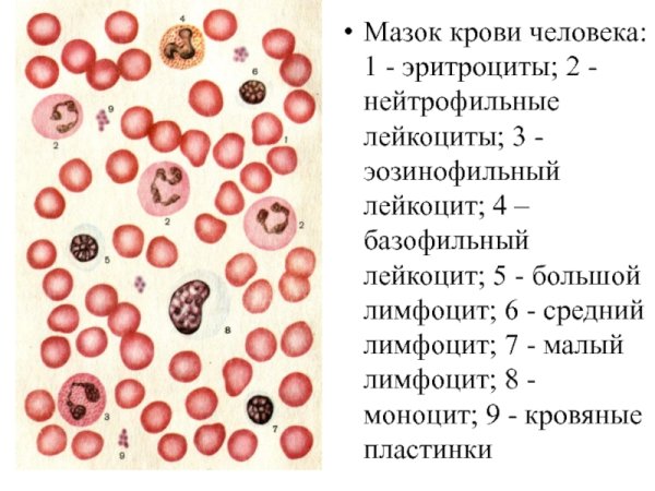 Лейкоциты гистология препарат