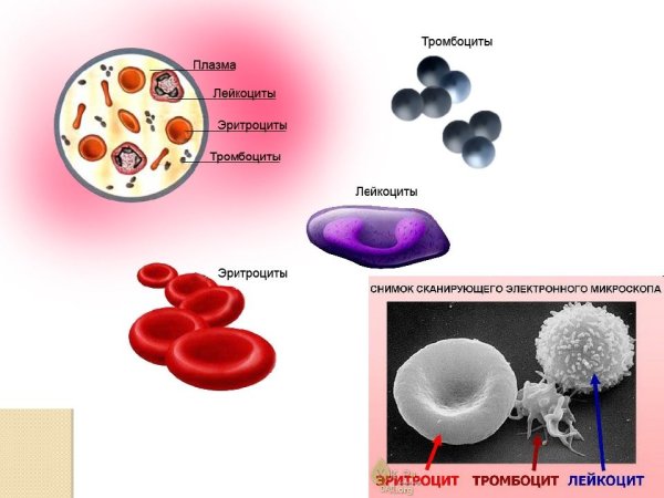 Схема эритроцитов лейкоцитов тромбоцитов
