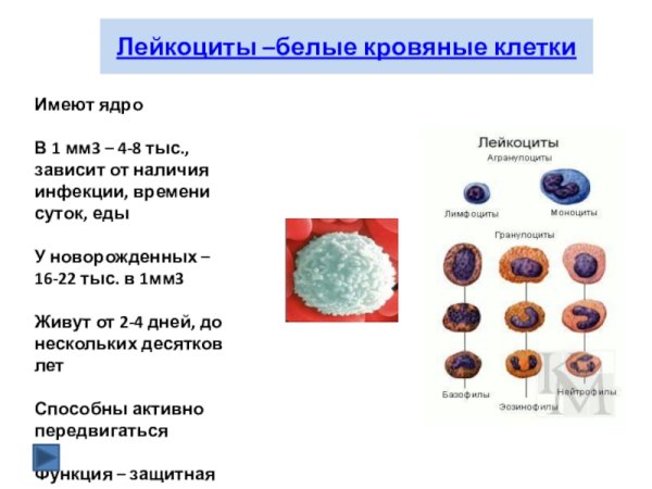 Лейкоциты форма и строение