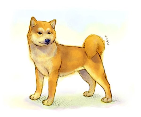 Акита ину срисовать