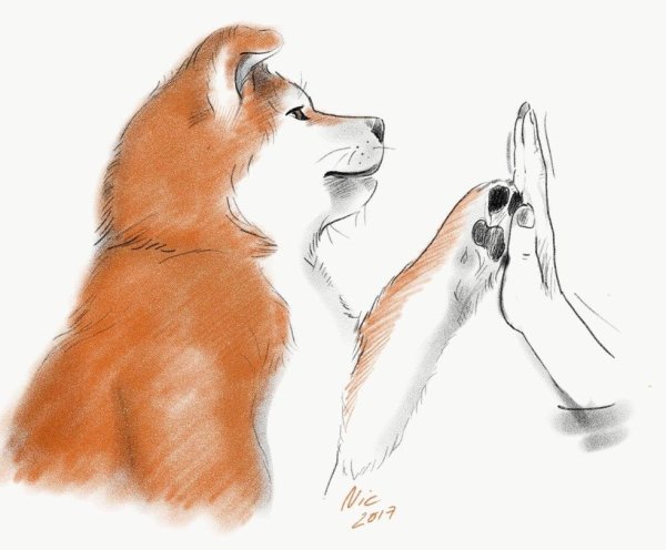 Акита ину карандашом