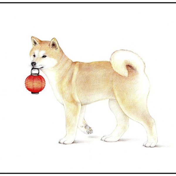 Нарисовать собаку Акита ину