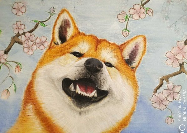 Шиба ину портрет