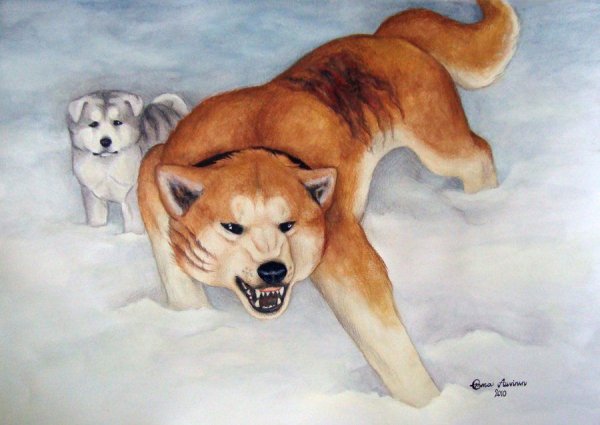 Акита ину СОБАКРИСУНОК