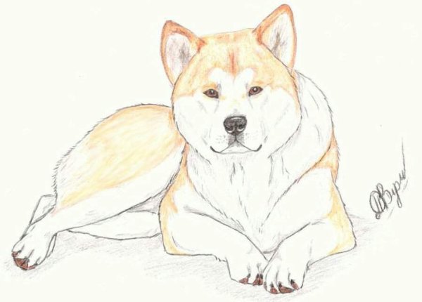 Акита ину Хатико рисунок