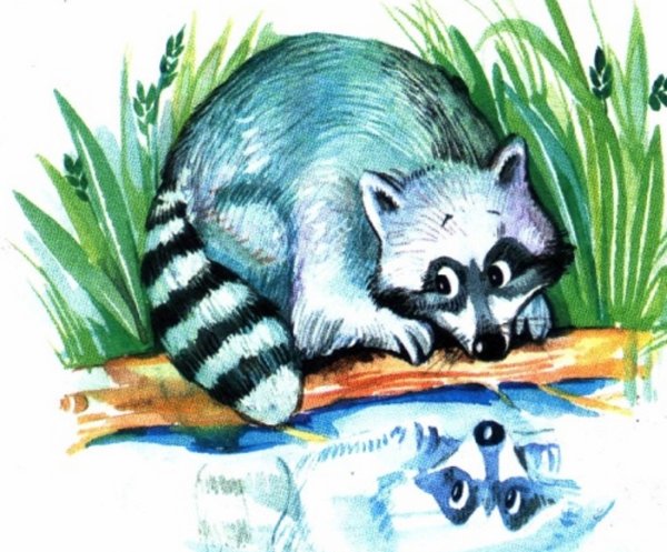 Енот полоскун с детьми