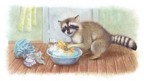 Енот полоскун полоскает