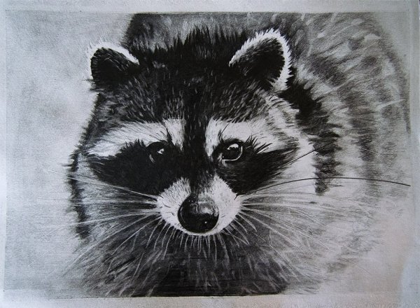 Енот карандашом