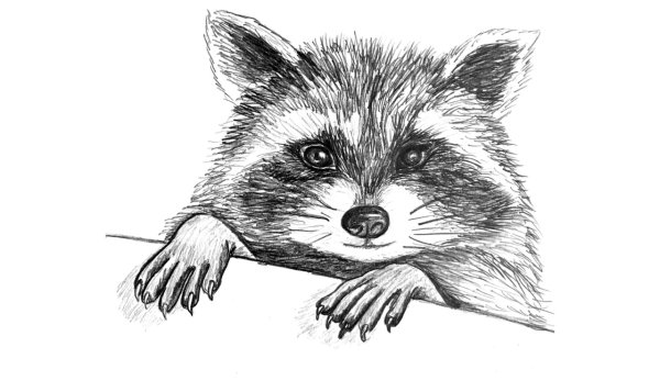 Енот полоскун рисунок