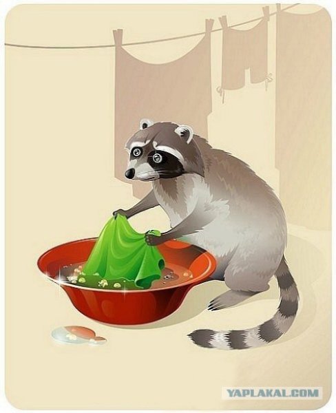 Енот полоскун стирает белье