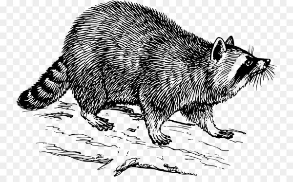 Енот черно белый