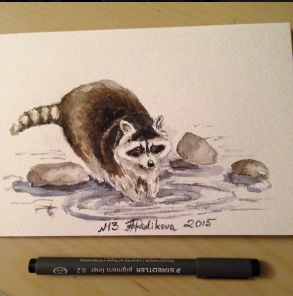 Анатомия енота для рисования