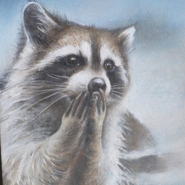 Енот полоскун иллюстрация