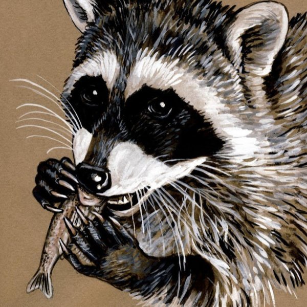 Барсук полоскун