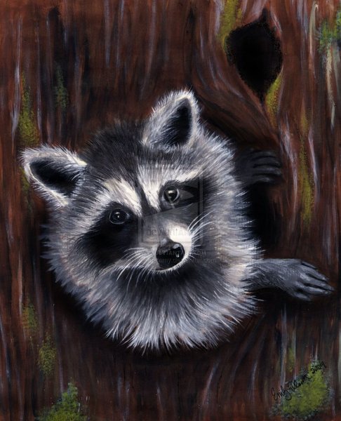 Енот полоскун арт