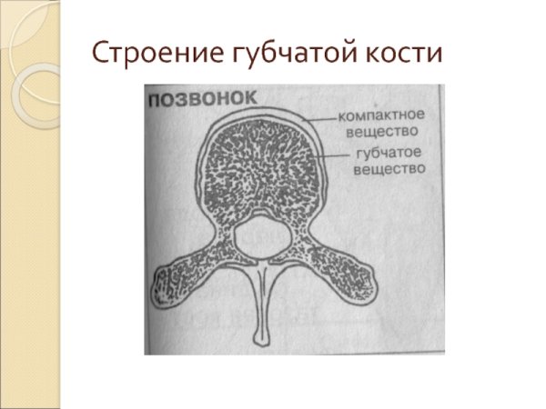 Губчатая кость строение рисунок