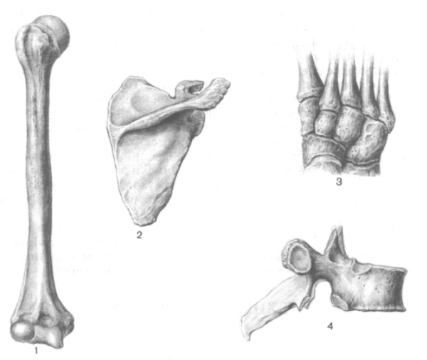 Трубчатая и губчатая кость