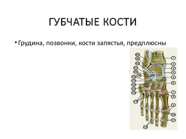 Позвонки это короткие губчатые кости