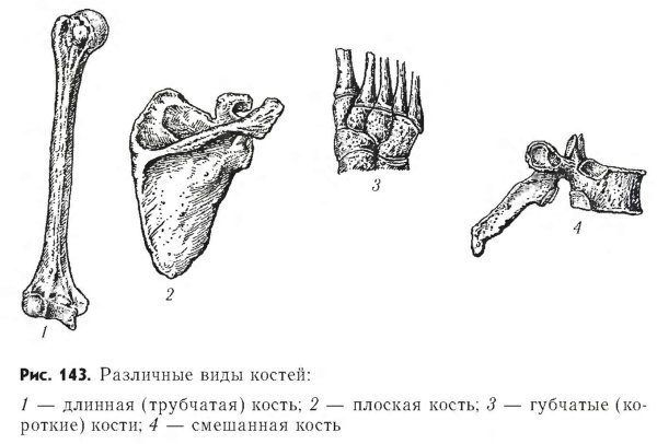 Губчатая короткая трубчатая длинная кости