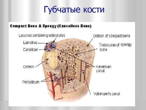 Губчатая кость строение