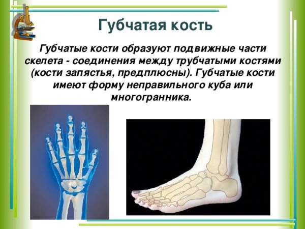 Губчатые кости