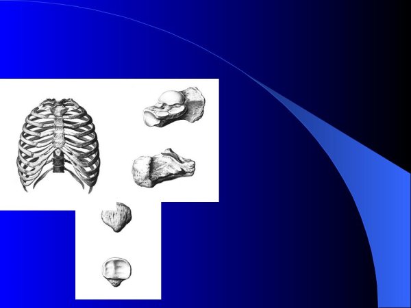 Губчатые сесамовидные кости