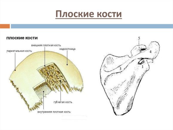 Схема строения плоской кости