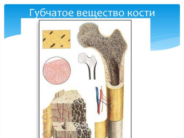 Губчатое веществоткости