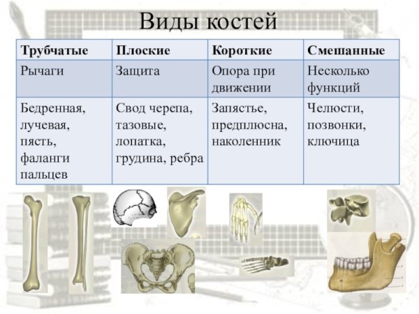 Кости трубчатые губчатые плоские смешанные