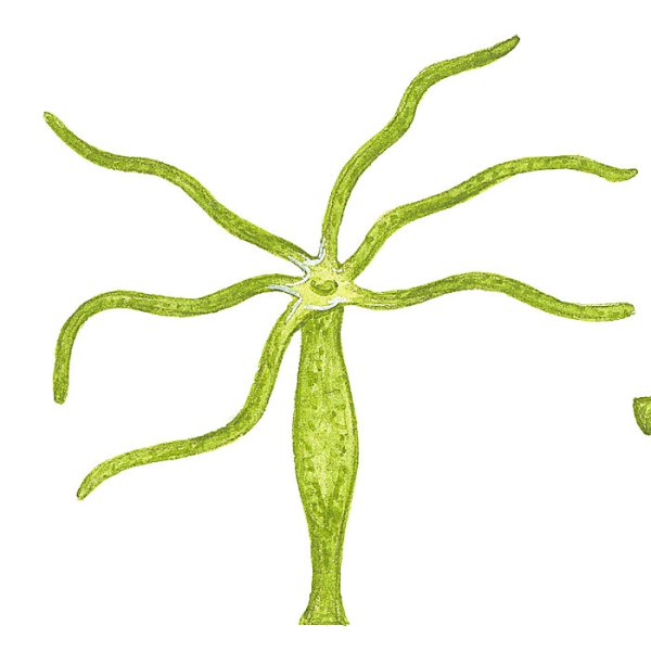 Гидра Кишечнополостные