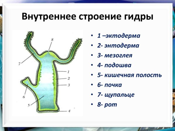 Внешнее строение пресноводной гидры