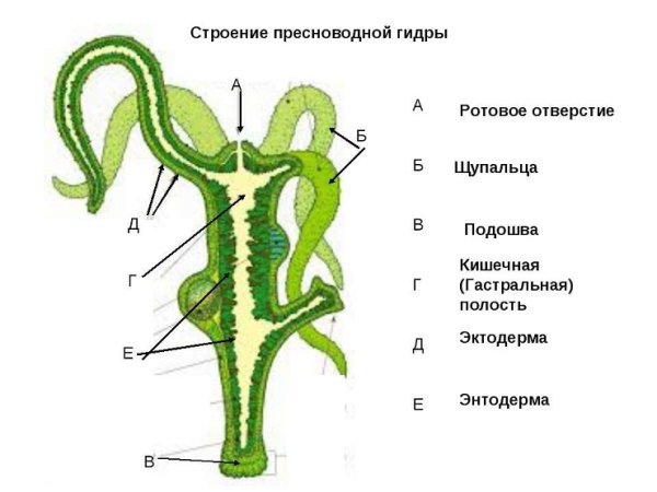Внешнее строение пресноводной гидры
