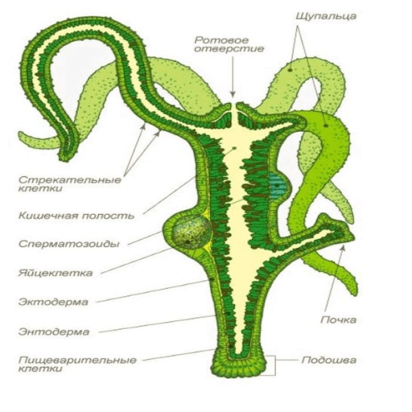 Гидра Пресноводная строение