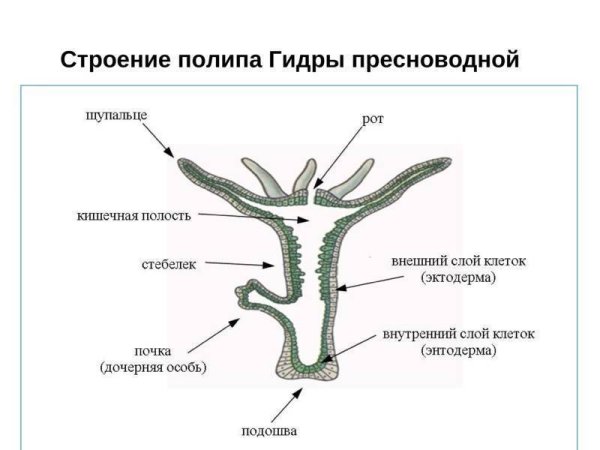 Кишечнополостные Пресноводная гидра строение
