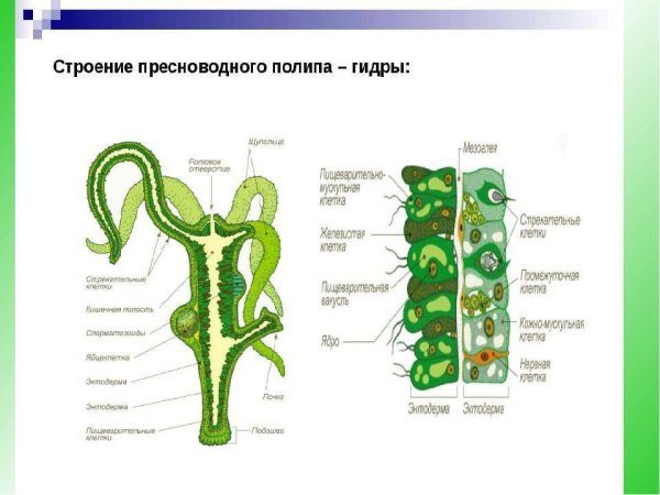 Гидра биология строение