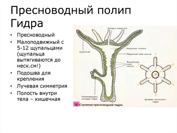 Пресноводный полип гидра строение