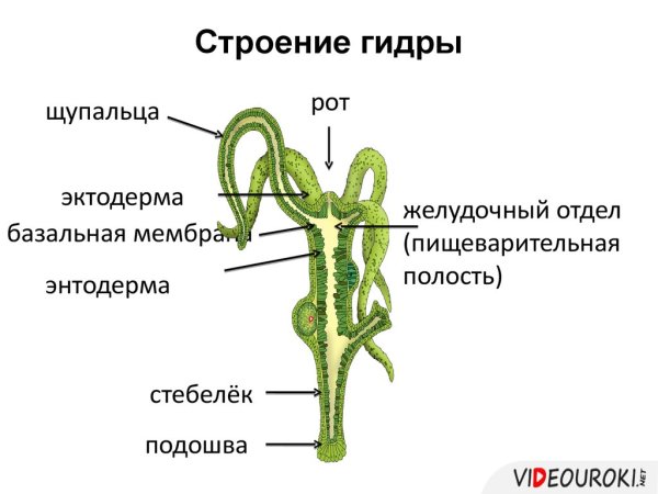Строение гидры Кишечнополостные