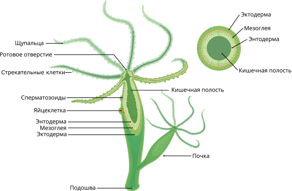 Схема внутреннего строения гидры