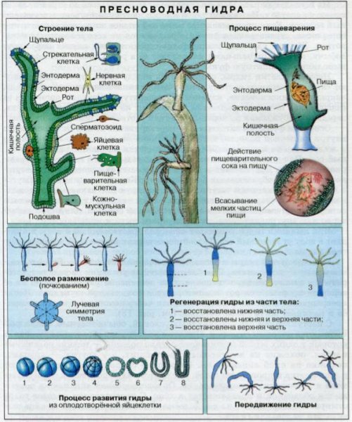 Схема строения пресноводной гидры 7 класс биология