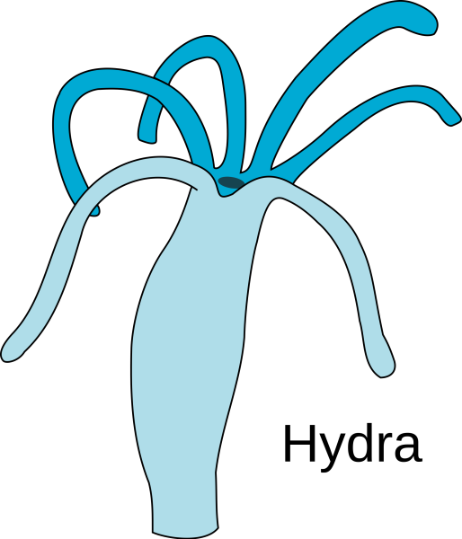 Строение нервная система кишечнополостных животных