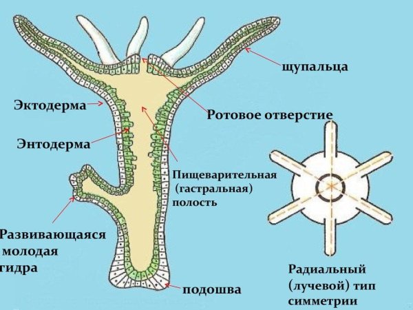 Кишечнополостные Пресноводная гидра строение