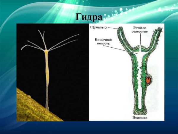 Клеточное строение гидры пресноводной