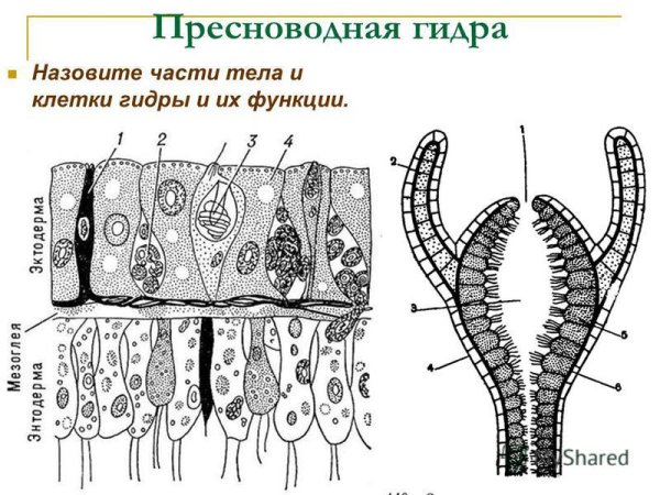 Внутреннее строение гидры пресноводной