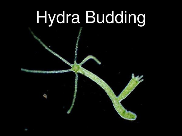 Тип Кишечнополостные гидра