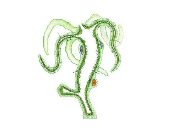 Пресноводная гидра мезоглея